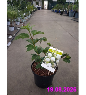 Viburnum opulus 'Roseum' C 2,5 L